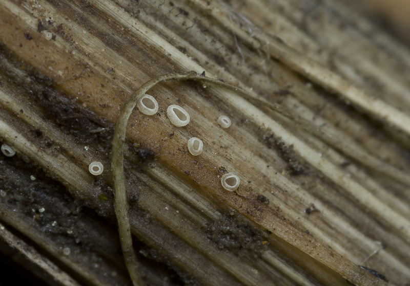 Cistella grevillei